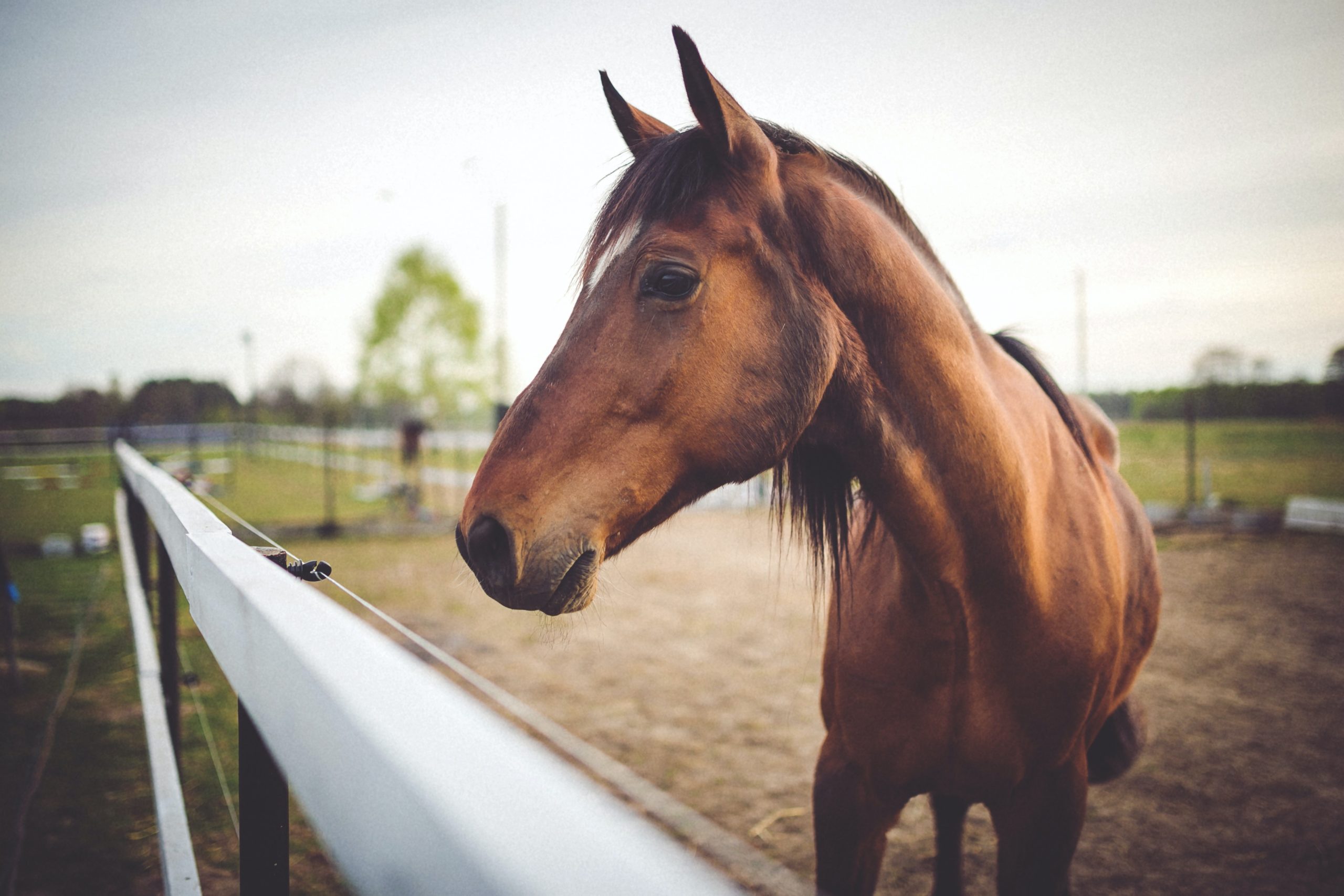 Equine Groom Merllyn Sport Horses & Ponies, Holywell